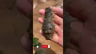 Invertebrates in real#shorts#shortsvideo #ytshorts