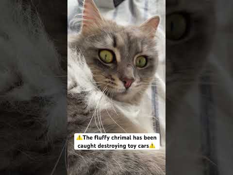 The fluffy criminal