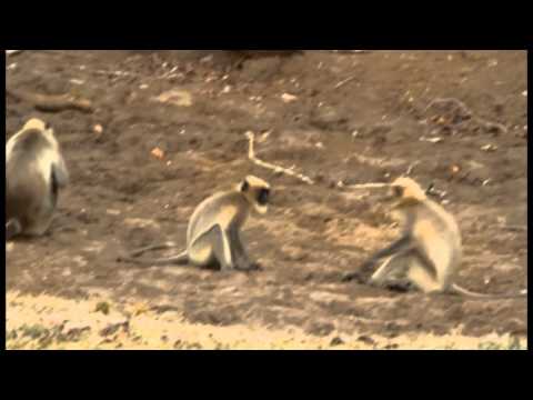 Tiger spotting and other animals at Nagarhole National Park April 2016