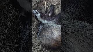 Badger's BIG yawn 🦡🥱