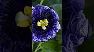 #花 百香果开花的惊艳瞬间 如同身着紫裙的舞者般灵动优雅！【CCTV纪录】