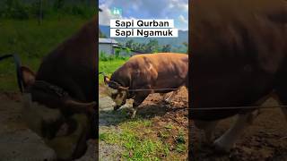 mengeluarkan sapi ngamuk, sapi kurban, sapi simental #shorts #sapilucu #iduladha2025 #lembu