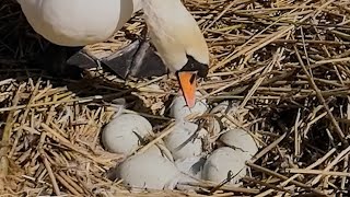 Mute Swan Has Bumper-Sized Egg Clutch | Discover Wildlife | Robert E Fuller