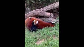小熊貓系列（27) 喜歡打架的2只小熊貓 #cute #redpanda #小熊貓#成都
