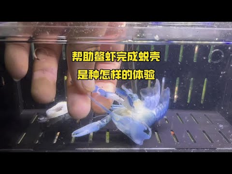 帮一只鳌虾完成蜕壳，是种怎样的体验#螯虾#人工天空蓝魔虾