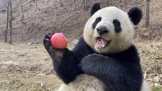 Lovely panda eating 🍎🥕🎃, powerful relaxing cured and sound