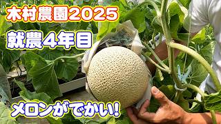 Yachiyo's disciple Kimura Farm 2025 A muskmelon farmer in his fourth year of farming Japan Farming