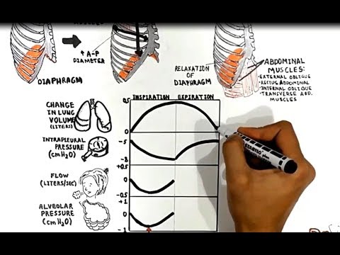 Lung Mechanics/Mechanism Of Breathing