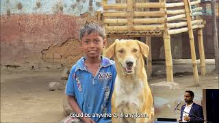 The humane solutions to prevent the breeding of dogs and cats in different parts of the world