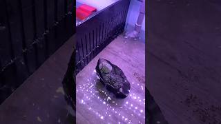 大家都在本島當兵，只有我抽中外島... I was excluded. I am lonely. #烏龜 #搞笑 #turtle