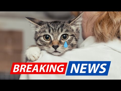 🚨 WARNING: Bird Flu is Spreading—Protect Your Cat Now!