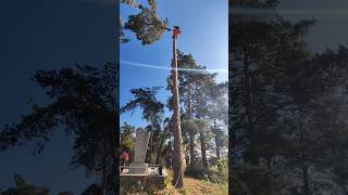 A tilted tree was cut down #Shorts #lumberjack #arboristing #logger