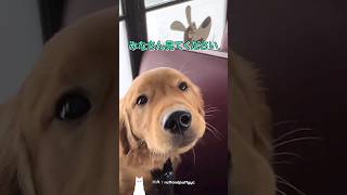 What happens when an adult dog gets on a puppy bus?