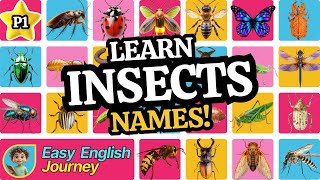 Insect Names in English | Fun & Fast Learning in Just 5 Minutes
