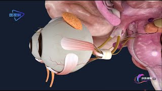 3D【Peripheral Nervous System】: Cranial Nerve-Oculomotor Nerve/【周围神经系统】：脑神经--动眼神经