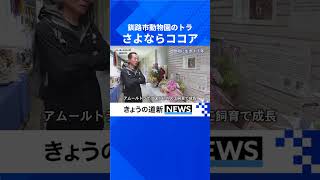 さよならココア　釧路市動物園のアムールトラ　四肢に障害、懸命に生きた　#北海道 #釧路市動物園 #アムールトラ #ココア #北海道新聞
