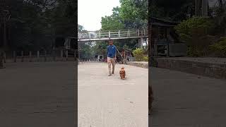 Leo beru beru time in mayapur station.. #dog #leothelion #petowner #leoworld #doglover #puppy #puppy
