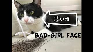 あめ猫おしりぺんぺんのぺぺぺ〜