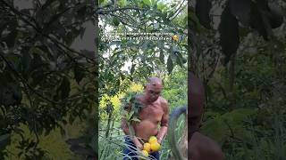Harvesting Golden Caimito #bukidlife #harvesting #farmlife #farm #bukid