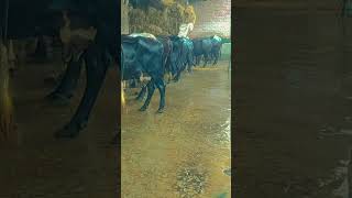 🤩My🤩 Farm 🐄🐃🐂#animalslovers #cowbuffalo #youtubeshorts #viralvideo #viralshort#_yadav_dairy_farm_55
