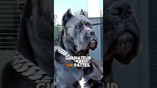 voici les trois chiens les plus dangereux au monde le troisième est turc
