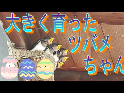 ツバメの研究・大きく育った燕の子供たち (音声注意してください🐣）＃ツバメ＃成長記録＃スピちゅーる🌈