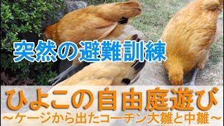 ひよこの自由庭遊び～突然の避難訓練ごっこ、ケージから出た名古屋コーチン大雛と中雛～