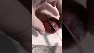 #shorts #asmr #life #love #apricot #apricotcut #love #simplelife #fruits