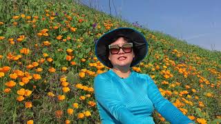洛杉矶紫微地产（51）洛杉矶生活（4）Living in Los Angeles 2019 洛杉矶罂粟花盛开