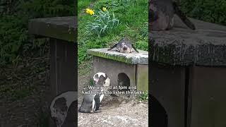 Family day out near Birmingham #dudleyzoo #dayout #familytrip #uk #england