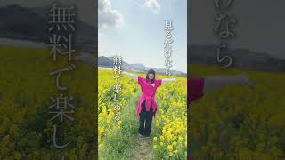 今が見頃！！春のドライブスポット🚗🌼糸島人がおすすめする糸島スポット📣Part11          #糸島ドライブ #春の糸島 #菜の花 #ドライブ #いと愛ガールズ #糸島UZUME放送部