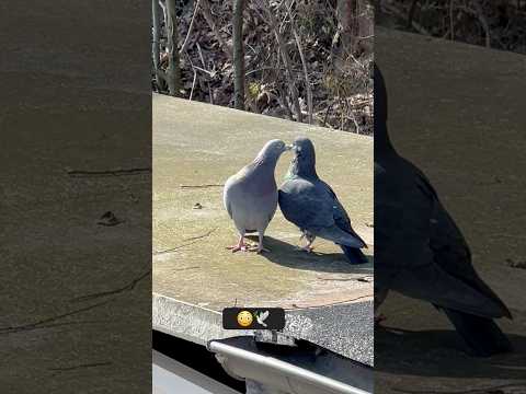 Pigeons in the wild #pigeon#animals#romantic#animalsinlove#birds#nature#alster#teasing#humor