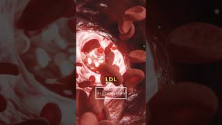 Higher LDL Cholesterol Is BENEFICIAL #ldl #cholesterol #brain #health #healthy #healthyfood #shorts