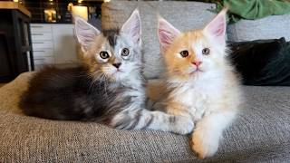 Maine Coon Kittens Have Taken Over the Apartment!