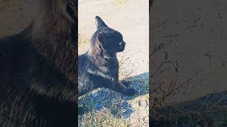 地域猫♯黒ちゃん♯stray cat