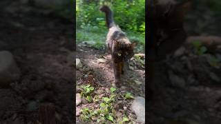 Adventures with Purrceph heal my soul 😻 #adventurecat #ilovemycat
