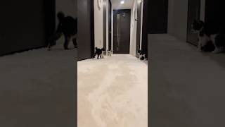 常にレーダー常に本気モード常に全力　#ハチワレ　#グレー猫　#保護猫