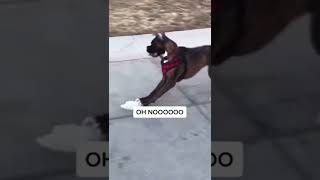 Hahaha Oh noooooo😂😂😂 Funny Dog Video #26