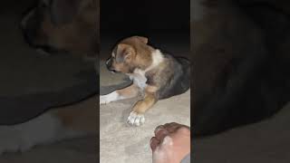 dog lovers #dogs #dogslovers  #shorts