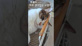 고양이 멍때리기...?? 오늘도 아무 생각 없는 고양이 ㅋㅋㅋ #고양이 #고양이영상 #예쁜고양이 #catshorts #shorts #cat