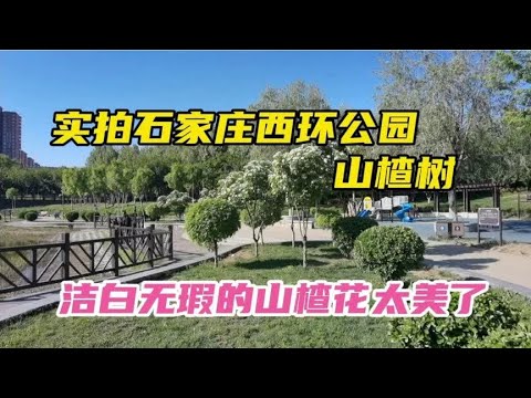 实拍石家庄西环公园山楂树，洁白无瑕的山楂花犹如四月的雪太美了