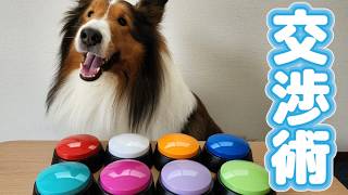 賢いシェルティのごはん交渉術【会話ボタンでしゃべる犬】
