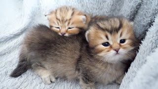 兄弟に枕にされちゃう子猫がかわいすぎる…