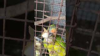 #short#viral#peach#fronted#conoure#viral video please subscribe my you tube chennal 🔔🔔🙏
