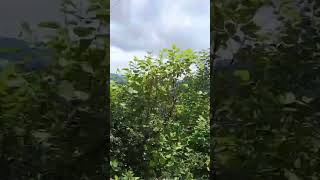 air or wind sound...😅#ytshorts #viralshort #viralvideo #viral #video #travel #rajthakur-45#status