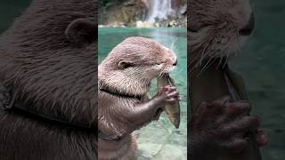Kanagawa’s Last Hidden Gem, Yushin Valley😍😍 #shorts #aty #otter #WaterSausage