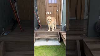 なんとかして逃れたいゴールデンレトリバー　#いぬのいる生活 #ゴールデンレトリバー #大型犬のいる生活 #大型犬 #癒し #可愛い