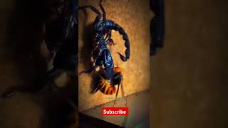 Insect war | #insectslovers #insects #insecticida #spider #insect #tarantula #animals #insectadventu
