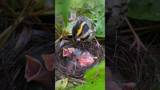 The mother bird braved the rain to catch insects #nest #birdworld #nature #rain #birdlife