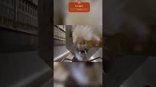 How Chickens are Processed in the Meat Industry  #SlaughterhouseProcesses #PainfulPractices #Cruel